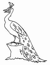 Coloring Pages Of Peacocks  Home sketch template