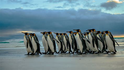 nature, Penguins, Birds, Beach HD Wallpapers / Desktop and Mobile ...