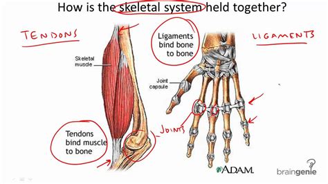 8.3.4 Tendons and Ligaments - YouTube