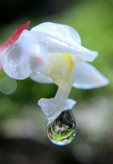 Micro lens picture taken of my new flower. The drop of water has the reflection of my paludarium ...