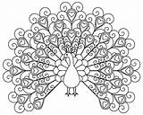 Peacock Coloring Pages For Kids Sketch Page sketch template