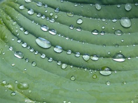 Free Images : water, grass, drop, dew, leaf, green, close up, sheet, moisture, macro photography ...
