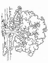 Trees coloring pages sketch template