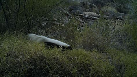 American Hog-nosed Skunk - Grand Canyon National Park (U.S. National ...