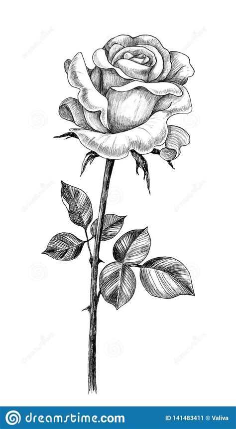 Hand Drawn Rose with Leaves Stock Illustration - Illustration of beautiful, background ...