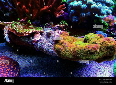 Montipora colorful stony coral in reef aquarium tank Stock Photo - Alamy