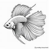 Betta Fish Coloring Pages  Free & Printable sketch template