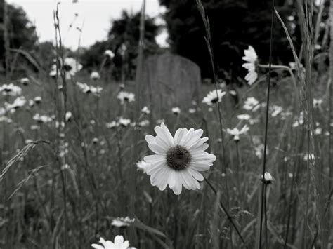 BW photography | Cemetery Photography | Landscape | Flower | Street photography, Best landscape ...