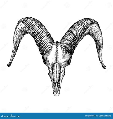 Goat Skull Hand Drawn, Isolated on White. Drawing Sketch of the Stock Vector - Illustration of ...