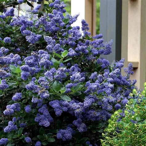 Ceanothus Yankee Point California Lilac Evergreen Shrub Hardy ...