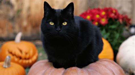 What’s the Connection Between Black Cats & Halloween - PrettyLitter