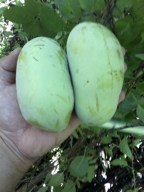 Pawpaw Varieties - General Fruit Growing - Growing Fruit