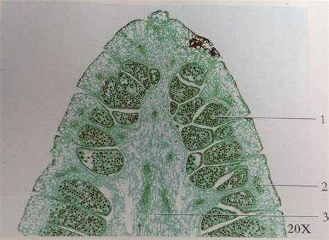 Diagram of longitudinal section of Equisetum strobilus | Quizlet