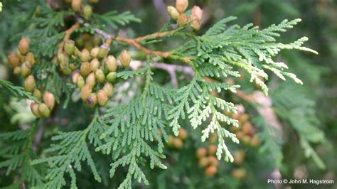 How to Care for Arborvitae, the tree of life • Arbor Day Blog