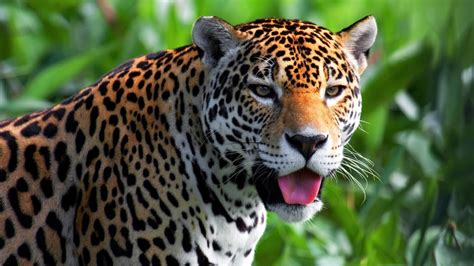 Download Animal Jaguar HD Wallpaper