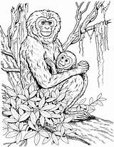 Realistic Monkey Coloring Pages  Home sketch template