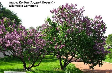 Lilac Tree: Care and Growing Guide (With Pictures)