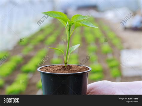 Pepper Seedlings Image & Photo (Free Trial) | Bigstock