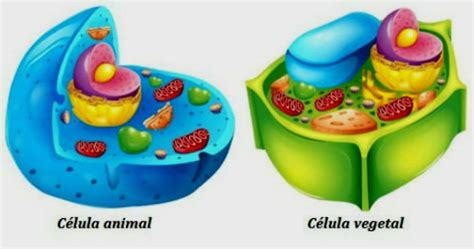 Diferenças entre célula animal e vegetal - Toda Matéria