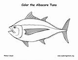 Tuna Fish Coloring Page sketch template