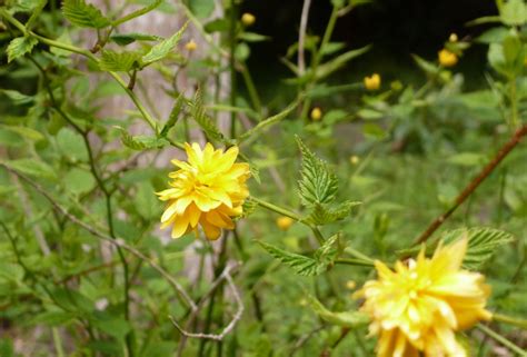 Free photo: Yellow flowers - Bloom, Bspo07, Droplets - Free Download - Jooinn