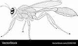 Coloring Hornet Pages Drawing Paper Wasp Diagram Printable Polistes  sketch template