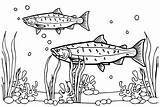 Salmon color Sheets Coloring Page  Free Printable Pages sketch template
