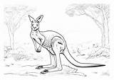 Kangaroo Coloring Pages 30  Gem sketch template