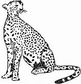 Cheetah Printable Coloring Pages  Templates sketch template