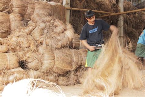 Zamboanga nearly doubles abaca fiber output in first 4 months | Philippine News Agency