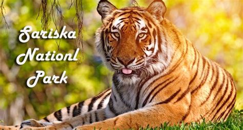 A Weekend Trip To Sariska National Park - A Must Have Experience In Your Bucket List - TrendMantra