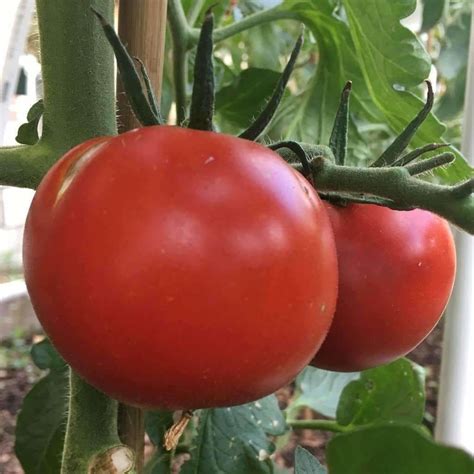 Seeds for Thessaloniki Tomato | Solanum lycopersicum | Amkha Seed