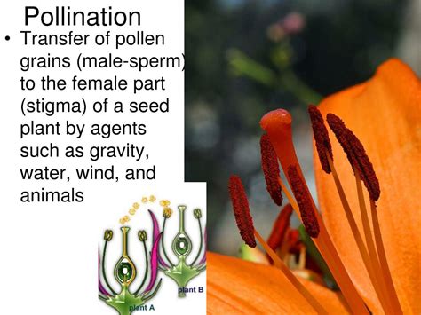 PPT - Pollination Methods PowerPoint Presentation, free download - ID:3756792