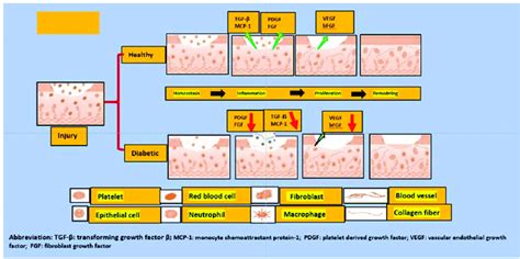 depicts the differences between the normal and diabetic wound healing ...