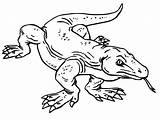 Komodo Dragon 2 Coloring Page  Free Printable Pages For Kids sketch template