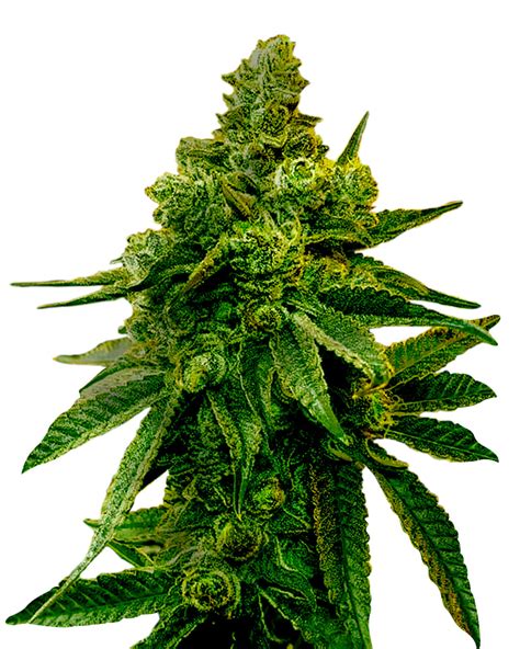 Biscotti Strain Feminized Marijuana Seeds - Rocket Seeds