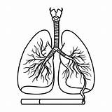 Premium Vector  Healthy lung And Smokers For coloring sketch template