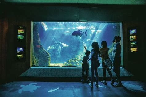 Medical workers and their families inaugurate Waikiki Aquarium’s careful reopening | Honolulu ...