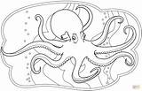 Octopus coloring page  Free Printable Coloring Pages sketch template