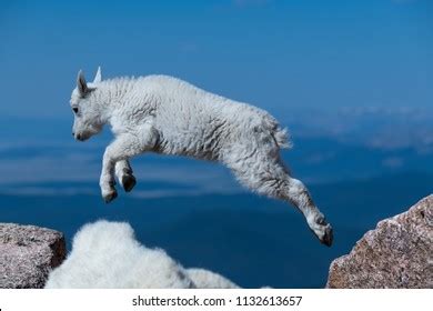 Baby Goat Jumping Images, Stock Photos & Vectors | Shutterstock