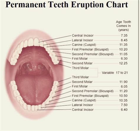 Types Of Teeth | Dentist Putney