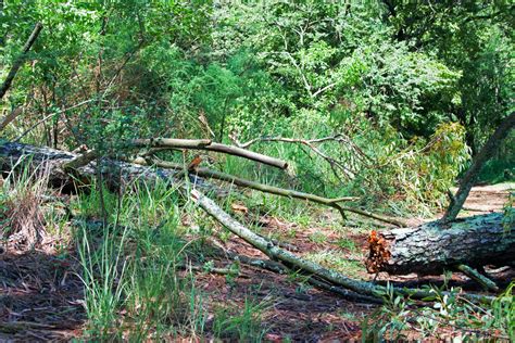 Broken Fallen Tree Free Stock Photo - Public Domain Pictures