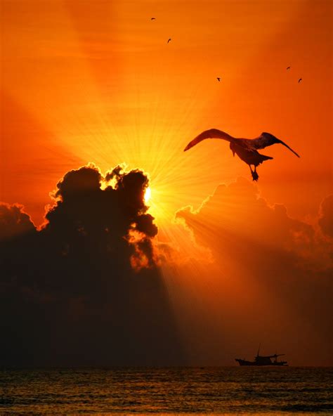 Free Images : nature, ocean, silhouette, bird, wing, light, sun, sunrise, sunset, sunlight ...