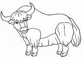 50  Yak Coloring Pages Free Printable PDF JPG PNG & Online sketch template