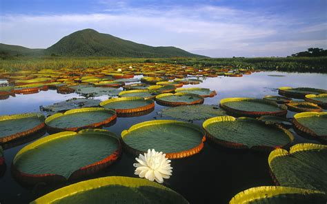 Pantanal Conservation Area: Sanctuary for Wildlife and Wetlands | LAC Geo