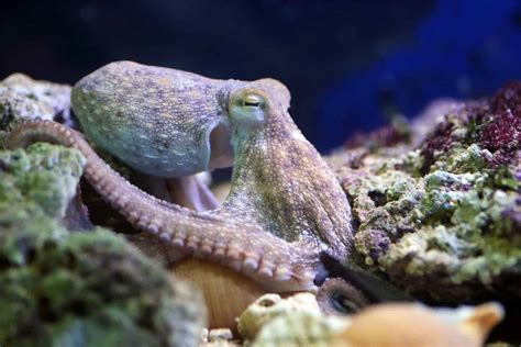 Common Octopus - OctoNation - The Largest Octopus Fan Club!