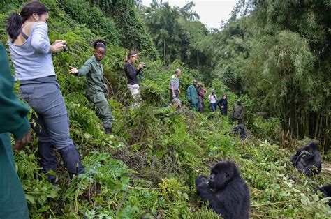 Is Gorilla Trekking Dangerous? | Gorilla trekking Tours