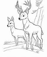 Free Printable Deer Coloring Pages For Kids sketch template