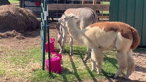 alpaca dating orf