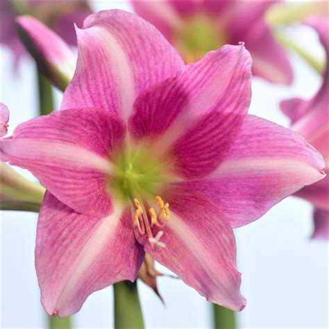 amaryllis dating